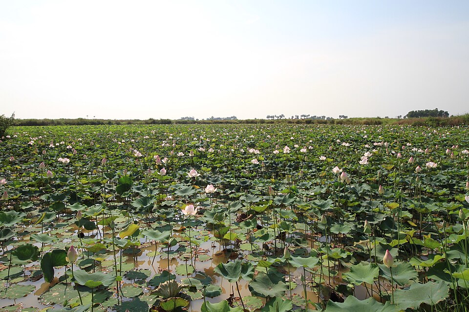 Cambodia — multi-vendor marketplaces for local businesses