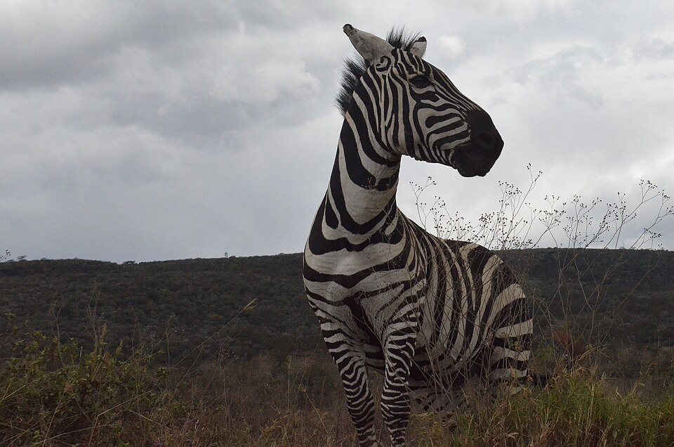 Nakuru — online stores for local businesses