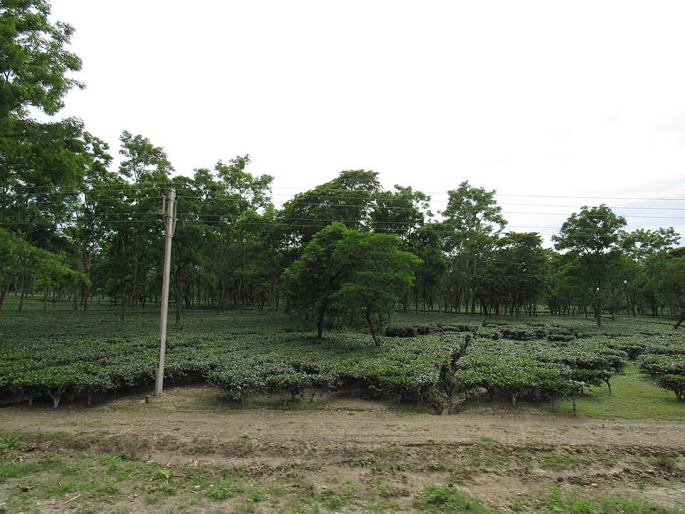 Jalpaiguri — local market for international and multi-region stores