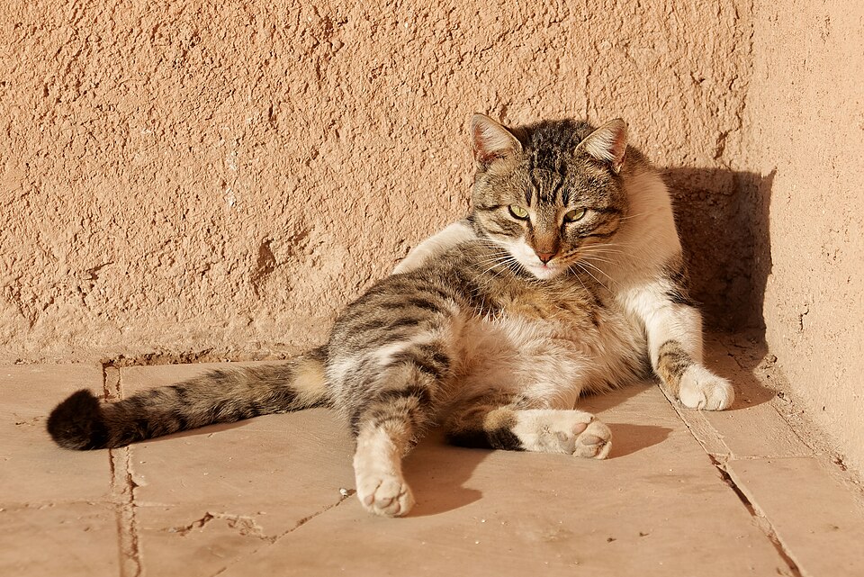 Marrakech — online stores for local businesses