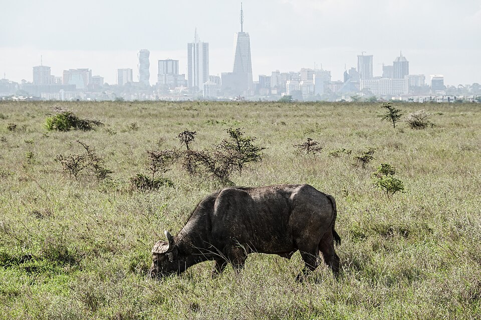 Nairobi — local market for manufacturer and distributor portals