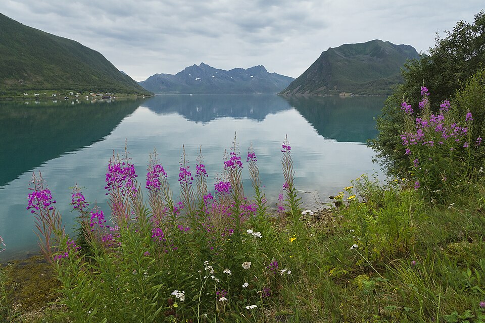 Norway — local market for subscription and membership platforms