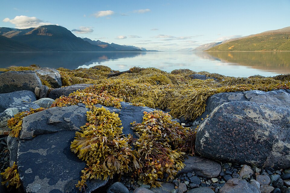 Norway — local market for manufacturer and distributor portals