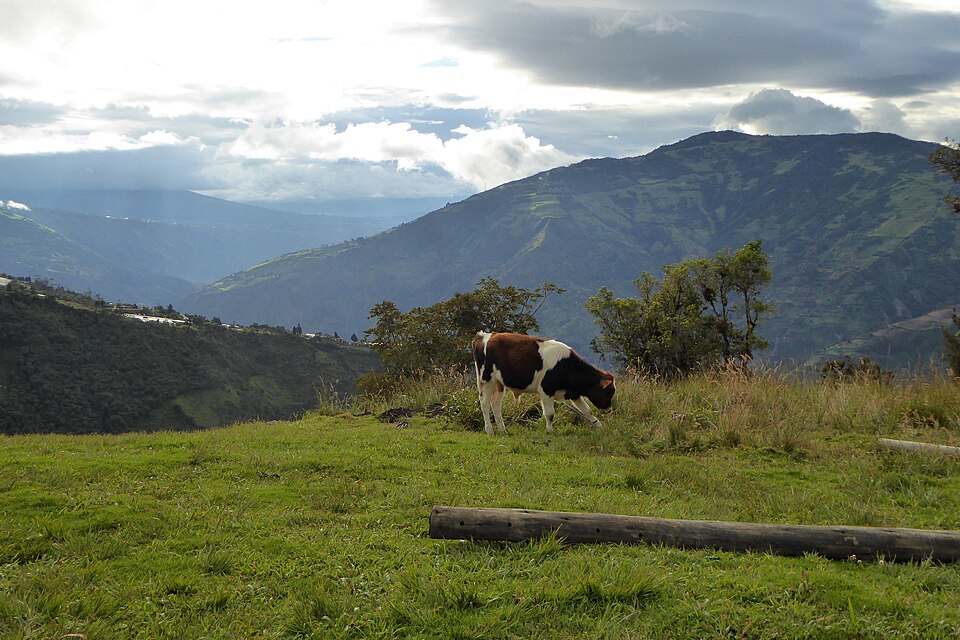 Ecuador — subscription and membership platforms for local businesses