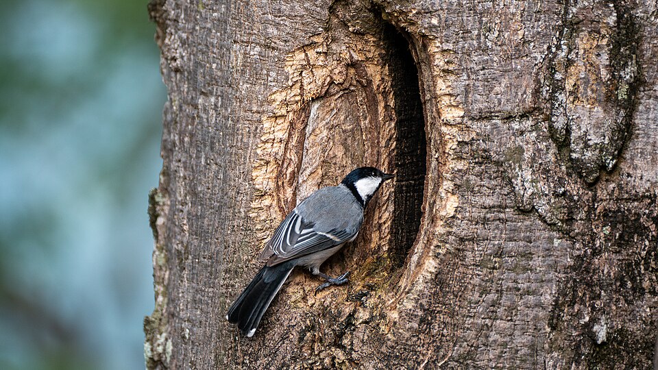 Kandy — local market for manufacturer and distributor portals