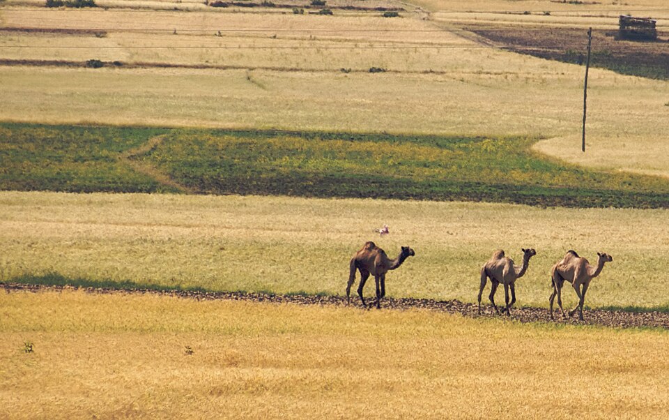 Ethiopia — local market for multi-vendor marketplaces