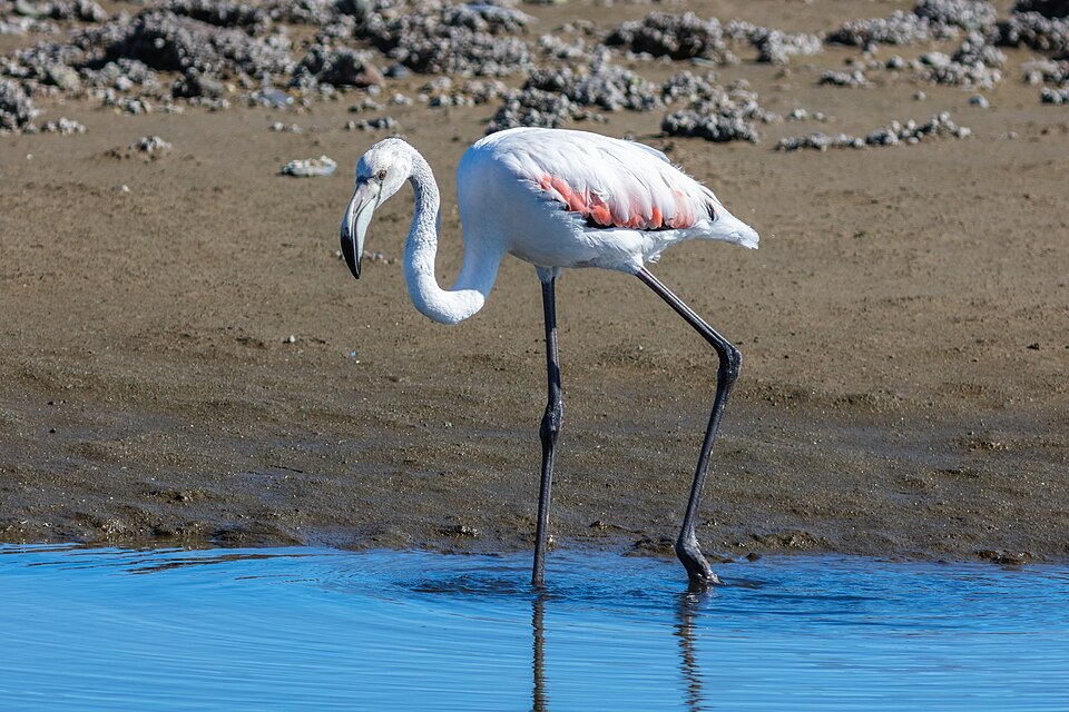 Walvis Bay — local market for service booking platforms