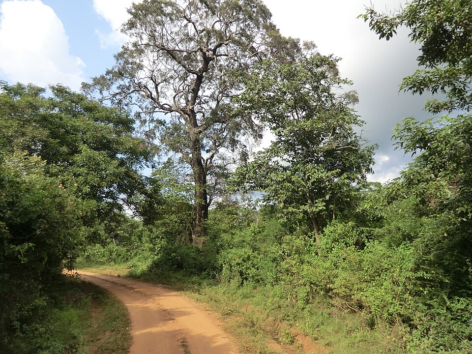 Anuradhapura — local market for subscription and membership platforms