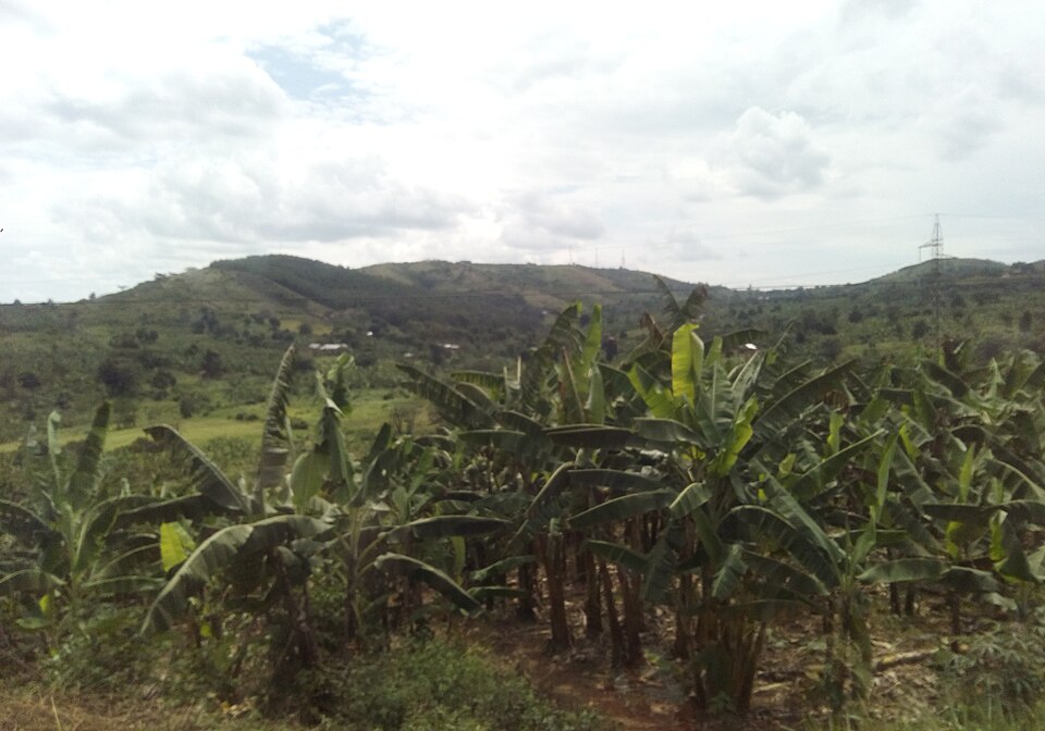 Masaka — international and multi-region stores for local businesses