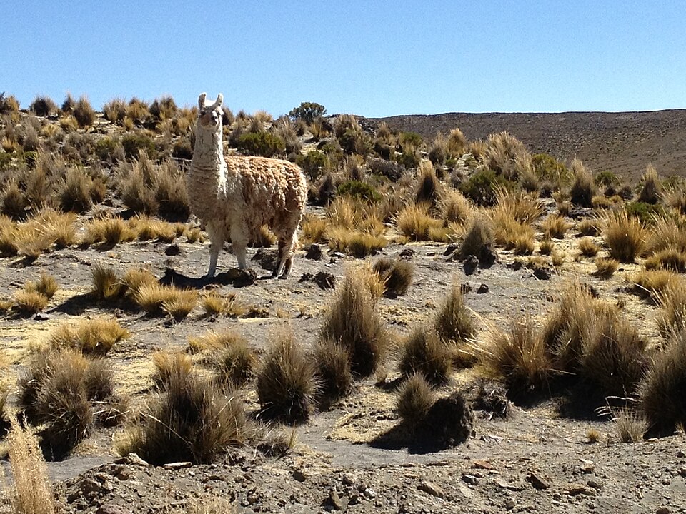 Arequipa — international and multi-region stores for local businesses