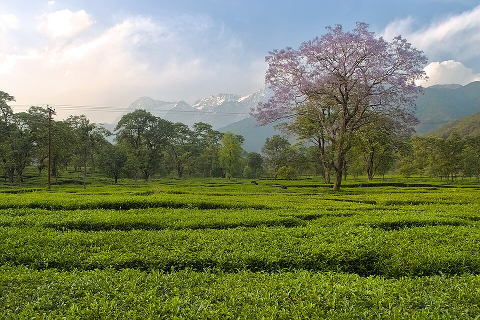 Kangra — local market for B2B and wholesale portals