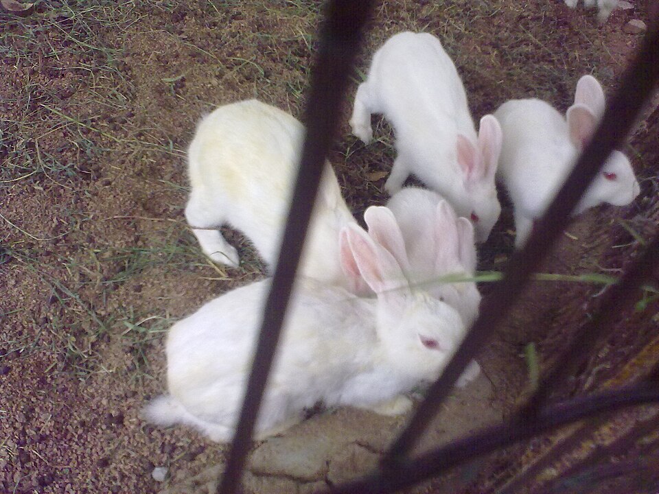 Nizamabad — local market for service booking platforms