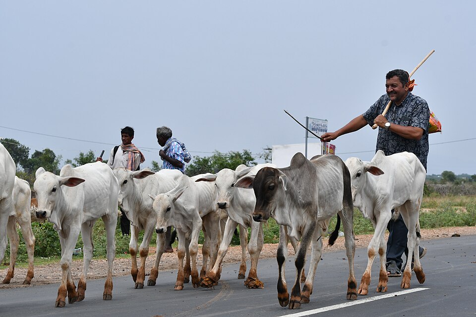 Ongole — local market for manufacturer and distributor portals