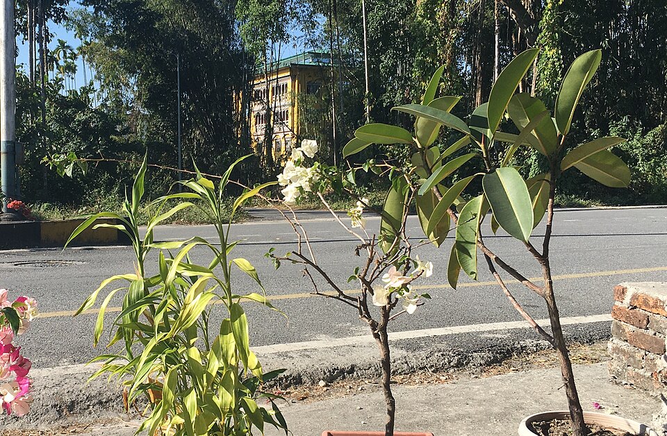 Gelephu — local market for online stores