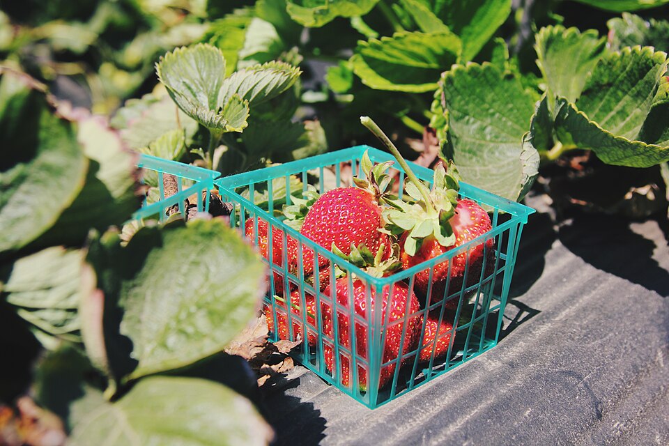 Davenport — local market for multi-vendor marketplaces