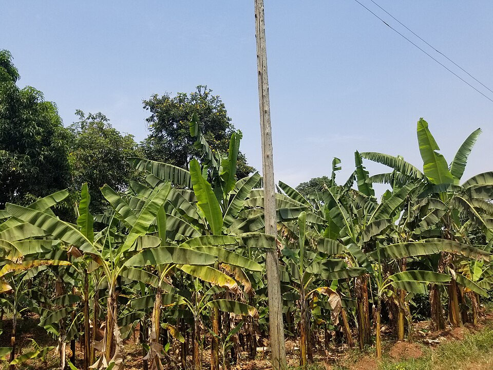 Wakiso — manufacturer and distributor portals for local businesses