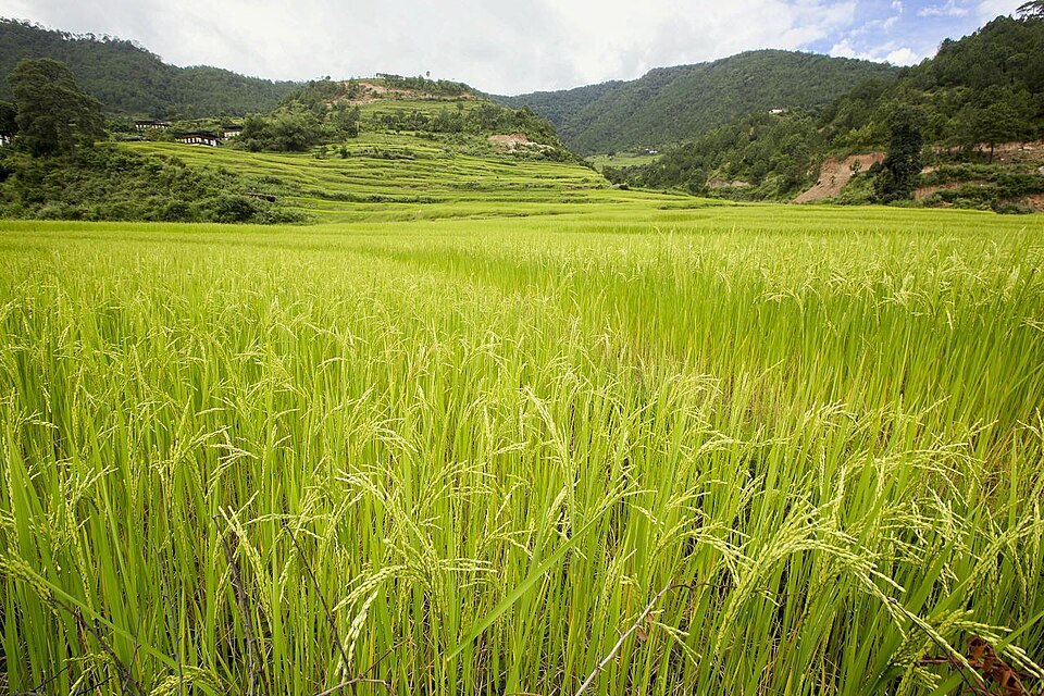 Punakha — local market for subscription and membership platforms