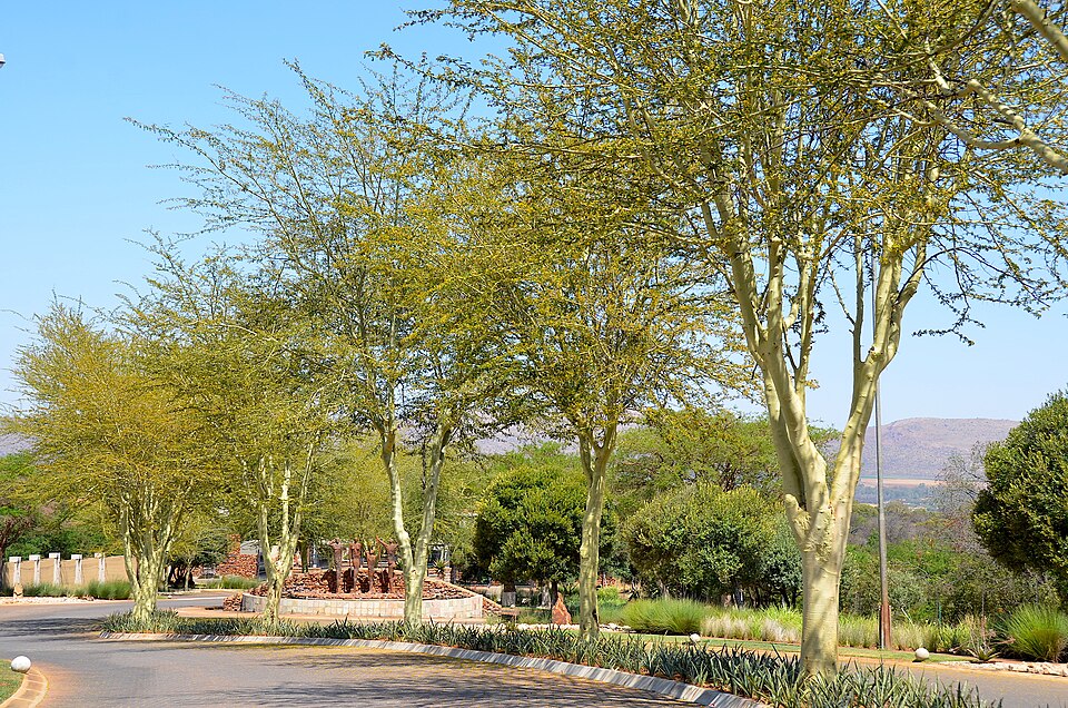 South Africa — B2B and wholesale portals for local businesses