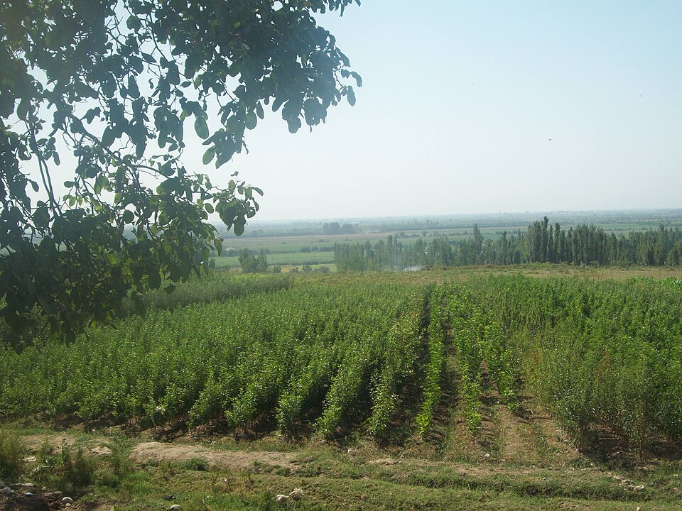 Namangan — manufacturer and distributor portals for local businesses