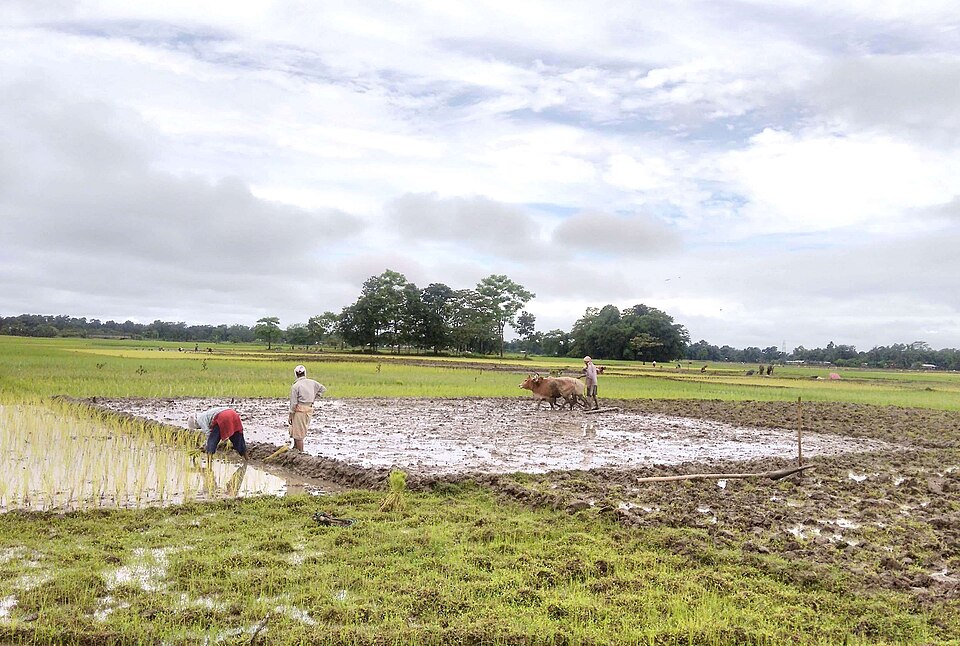 North Lakhimpur — online stores for local businesses