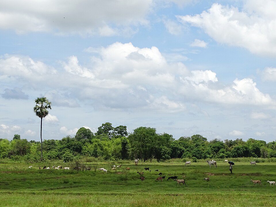 Cambodia — local market for custom e-commerce platforms
