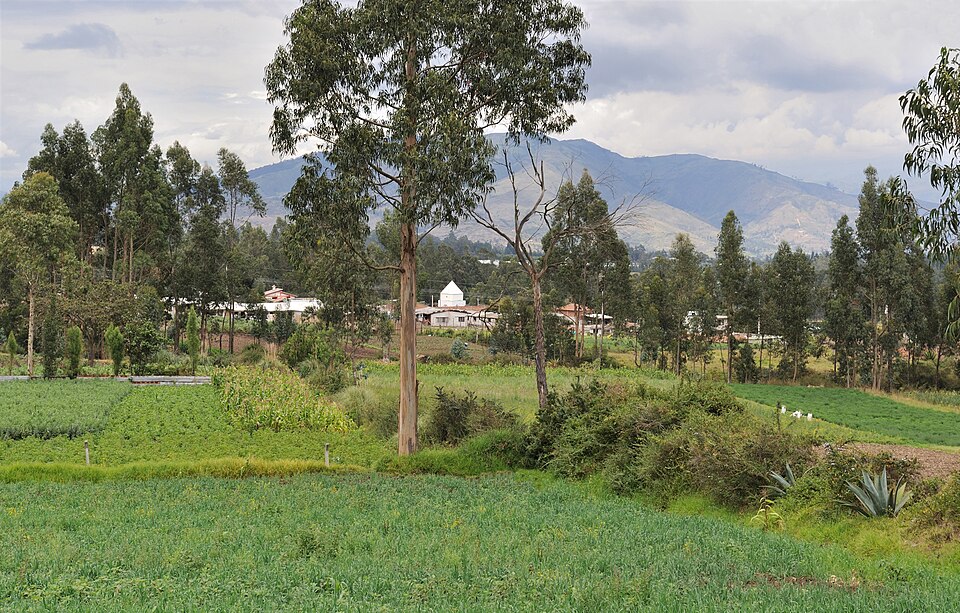 Ecuador — local market for B2B and wholesale portals