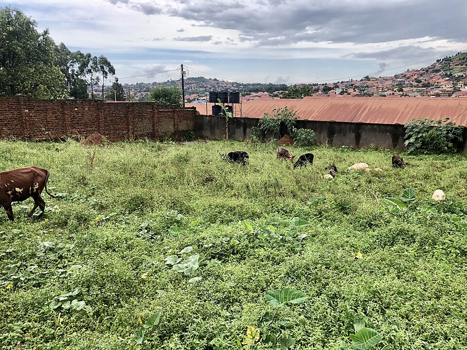 Wakiso — local market for subscription and membership platforms