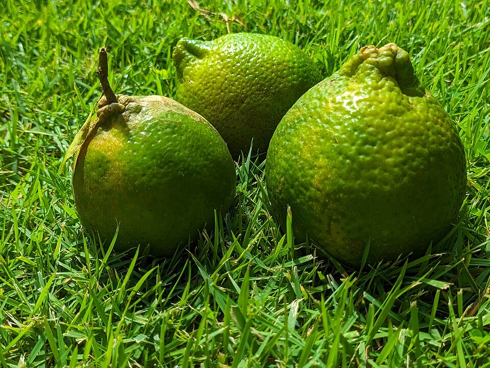 Trinidad and Tobago — local market for online stores