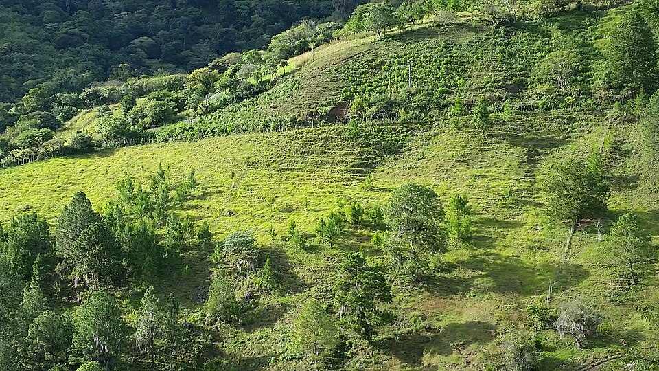 Honduras — local market for multi-vendor marketplaces