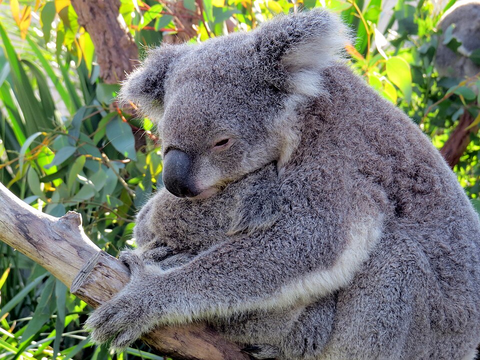 Sydney — subscription and membership platforms for local businesses
