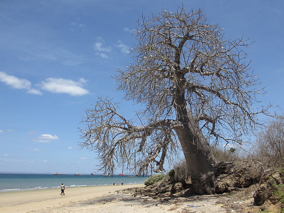 Pemba — local market for international and multi-region stores