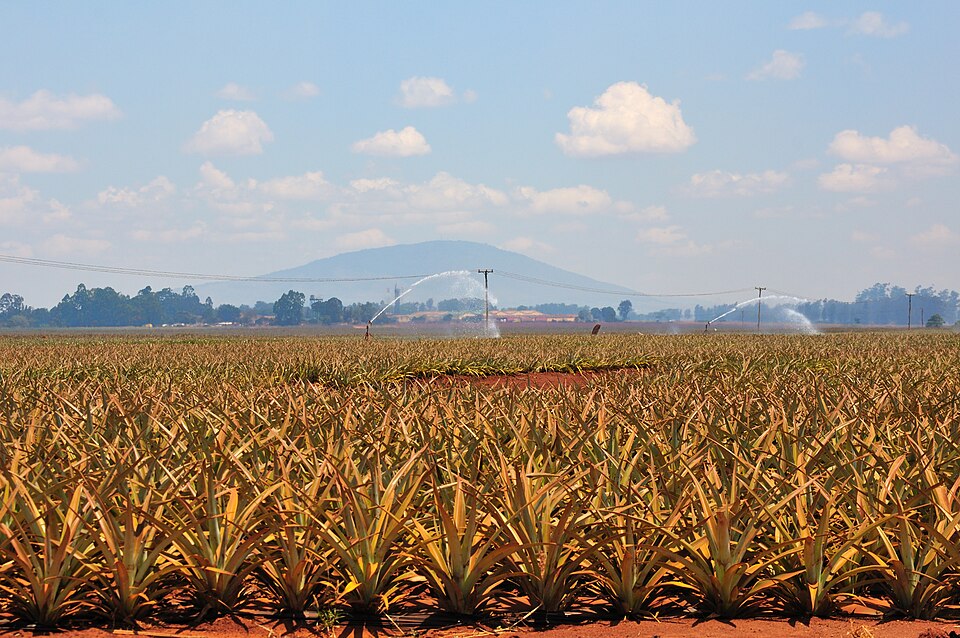 Thika — service booking platforms for local businesses