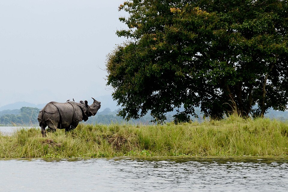 Assam, India